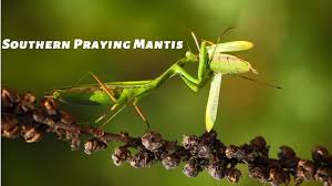 Southern_Praying_Mantis_1