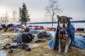 Iditarod_4