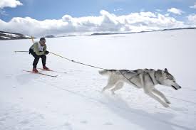 Skijoring_4